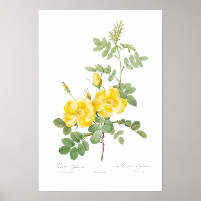 VINTAGER BOTANISCHER GELBROSE POSTER (Vorne)