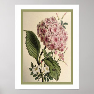 Vintager botanischer Hydrangea-Druck 12 x 16 Poster