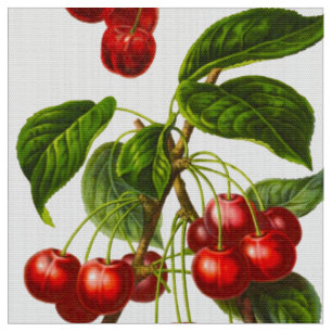 Vintager botanischer Kirschdruck auf Weiß Stoff