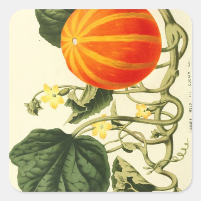 Vintager botanischer Kürbisdruck. Quadratischer Aufkleber (Vorderseite)