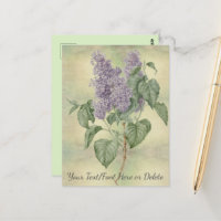 Vintager botanischer Lila Lilac Syringa Vulgaris