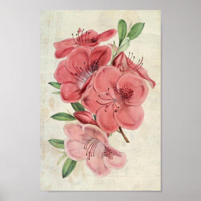 Vintager botanischer Magnet Azalea Poster (Vorne)
