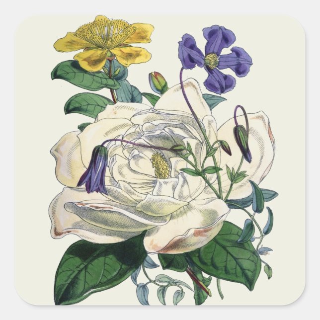Vintager botanischer Magnoliendruck - Aufkleber (Vorderseite)