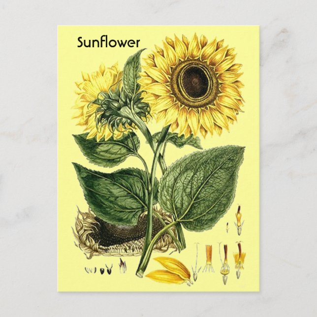 Vintager botanischer Sonnenblumen Garten Frühjahr  Postkarte (Vorderseite)
