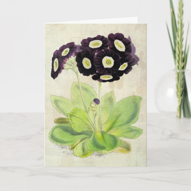 Vintager botanischer Volunteer Auricula Karte (Vorderseite)