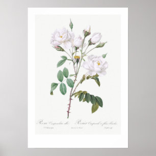 Vintager BOTANISCHER WEISSER ROSE Poster