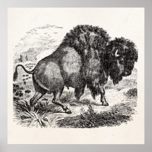 Vintager Büffel-Retro Bison-Tier-Illustration Poster