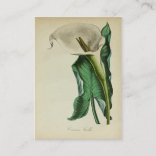 Vintager Calla-Lilien-Blume  botanischer Visitenkarte