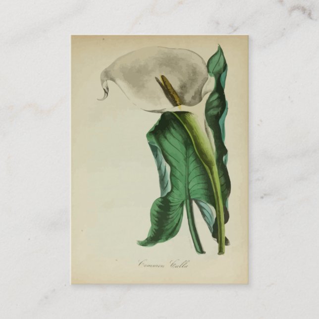 Vintager Calla-Lilien-Blume| botanischer Visitenkarte (Vorderseite)