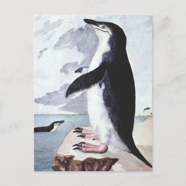 Vintager Chinstrap Pinguin, Vögel aus der Antarkti Postkarte (Vorderseite)