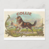 Vintager Collie-Hund