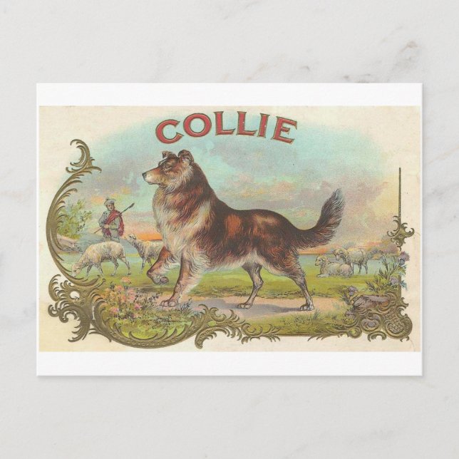 Vintager Collie-Hund Postkarte (Vorderseite)