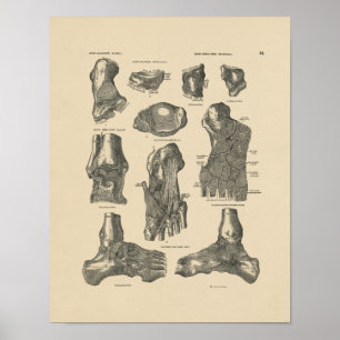 Vintager Druck der Knöchel-Gelenk-Anatomie-1880 Poster