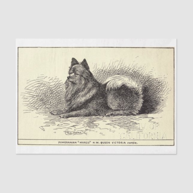 Vintager Ephemera Decoupage Queen's Spitz Dog Seidenpapier (Vorderseite)