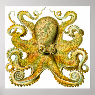 Vintager Ernst Haeckel Octopus in Gelb Poster