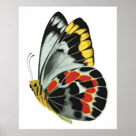 Vintager exotischer Schmetterling 4 Poster