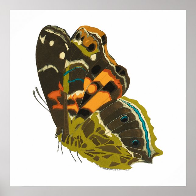 Vintager exotischer Schmetterling 5 Poster (Vorne)