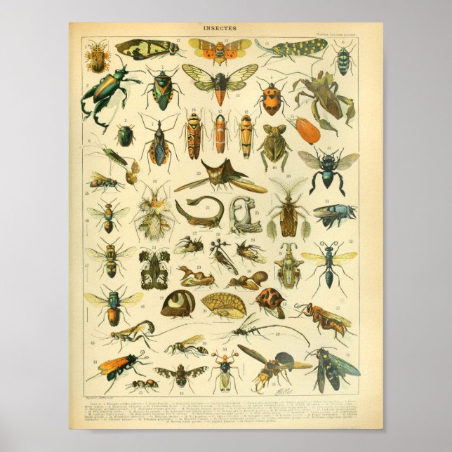 Vintager Farbinsekten-Kunst-Druck Poster (Vorne)