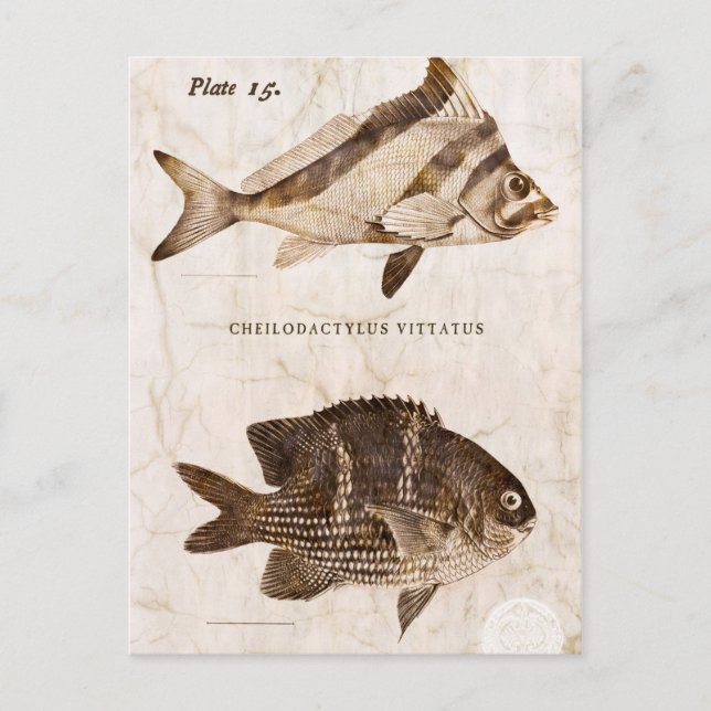 Vintager Fisch Antike Marine Retro Meereswelt Postkarte (Vorderseite)