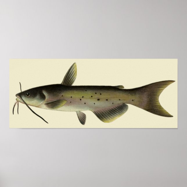 Vintager Fisch, Meeresfauna Poster (Vorne)
