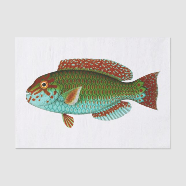 Vintager Fisch Seidenpapier (Vorderseite)