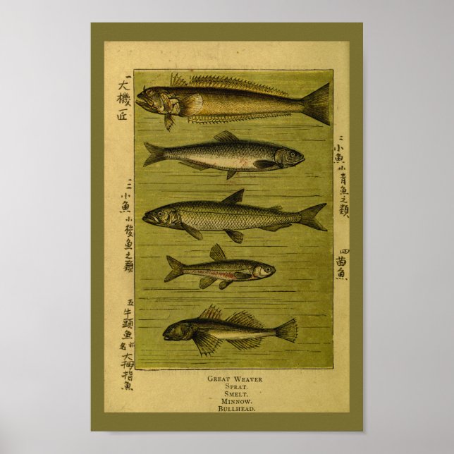 Vintager Fisch Smelt Minze Naturgeschichte Poster (Vorne)