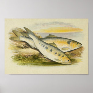 Vintager Fischdruck 001 | Shirts Poster