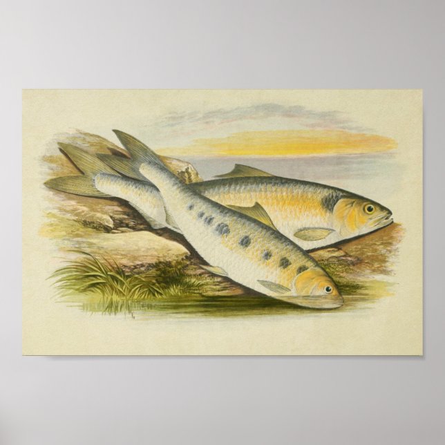 Vintager Fischdruck 001 | Shirts Poster (Vorne)