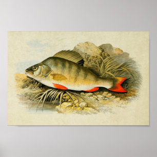 Vintager Fischdruck 013   Perle Poster