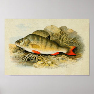 Vintager Fischdruck 013 | Perle Poster