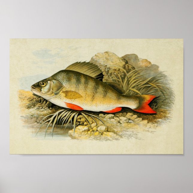 Vintager Fischdruck 013 | Perle Poster (Vorne)