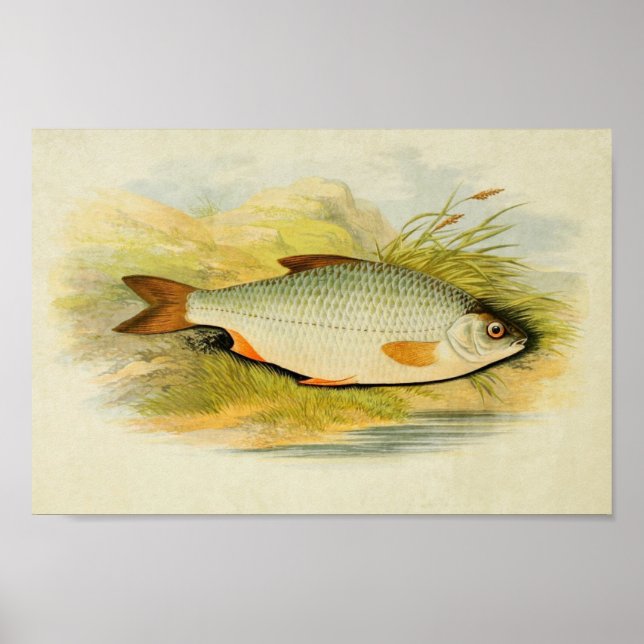 Vintager Fischdruck 016 | Roach Poster (Vorne)