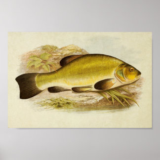 Vintager Fischdruck 020 | Tench Poster