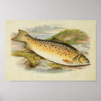 Vintager Fischdruck 026 | Gillaroo Poster