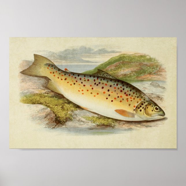 Vintager Fischdruck 026 | Gillaroo Poster (Vorne)