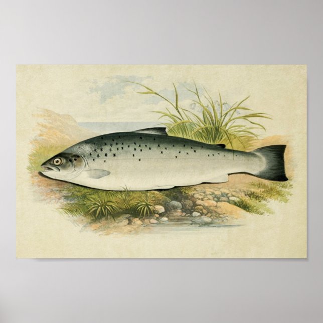Vintager Fischdruck 032 | Lachsforelle Poster (Vorne)