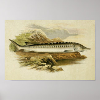 Vintager Fischdruck 037 | Sturgeon Poster