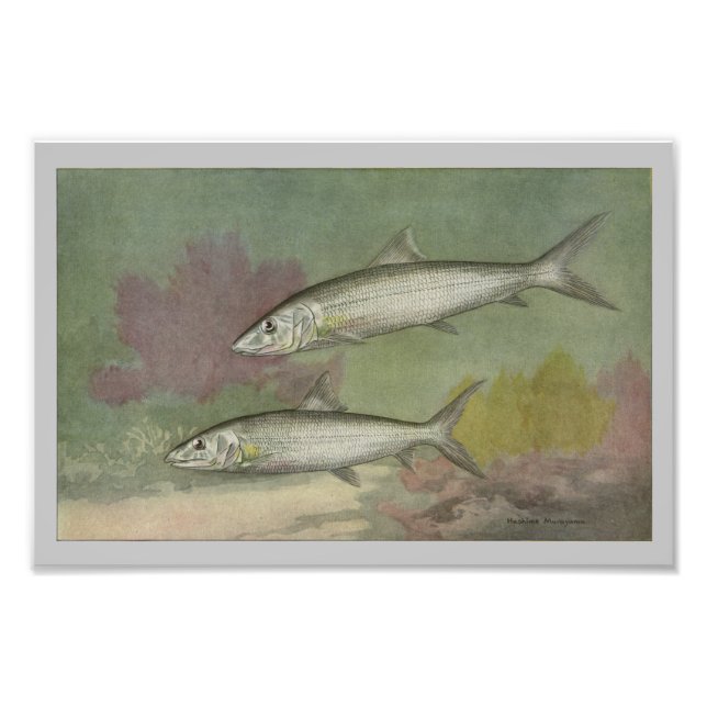 Vintager Fischdruck auf Knochen Fotodruck (Vorne)