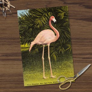 Vintager Flamingo-Coral in Miami FL Rare Bird Farm Seidenpapier