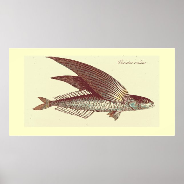 Vintager Fliegenfisch Poster (Vorne)
