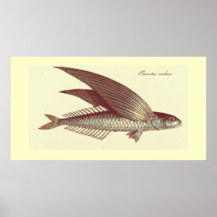 Vintager Fliegenfischdruck Poster