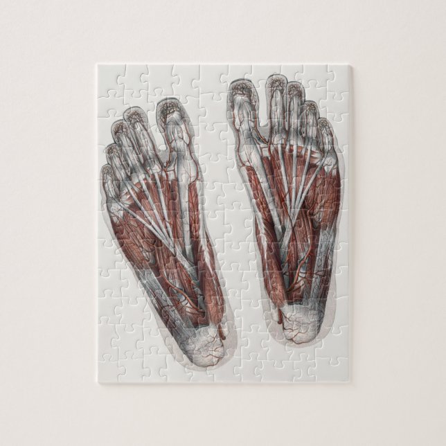 Vintager Footprint Podiatrie Feet (Vertikal)