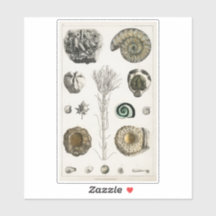 VINTAGER FOSSILS CHART TRANSPARENT STICKER
