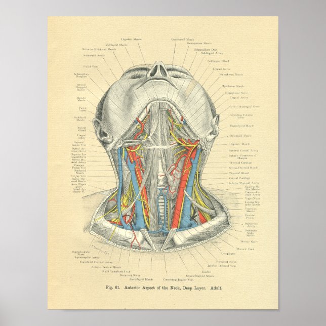 Vintager Frohse Anatomische Nackenschicht Poster (Vorne)