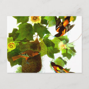 Vintager Frühlingstag - Vögel und Blume Postkarte