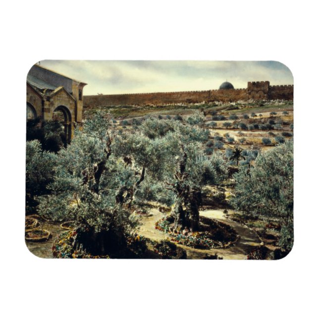 Vintager Garten Gethsemane Jerusalem Israel Magnet (Horizontal)