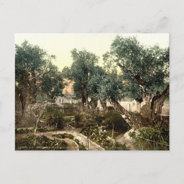 Vintager Garten von Gethsemane Jerusalem Israel 18 Postkarte (Vorderseite)