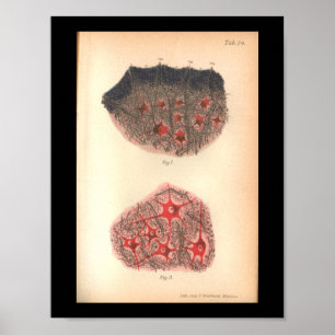 Vintager Gehirn-Zellen-Anatomie-Druck 1901 Poster