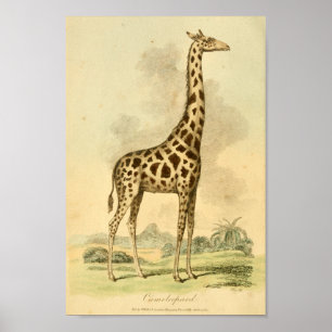 Vintager Giraffen-Farbillustrations-Kunst-Druck Poster