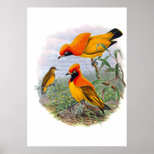 Vintager Goldener Vogel des Paradieses Poster